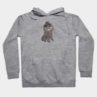 A  Silver Toy or Miniature Poodle - Just the Dog Hoodie